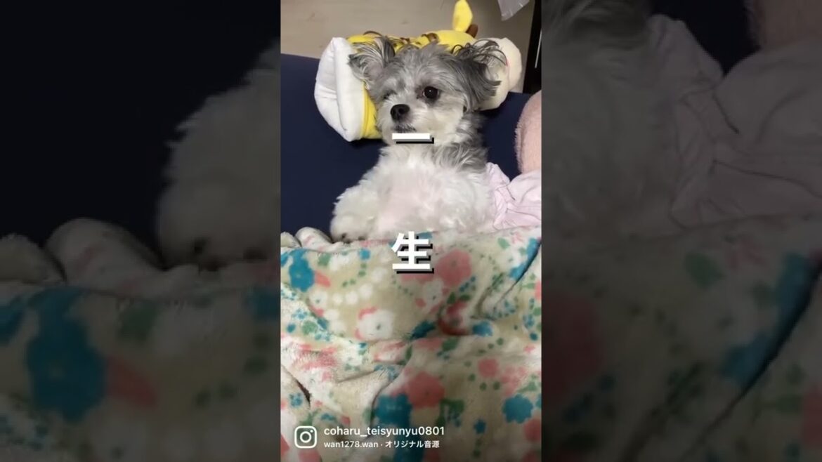 【だるい】一生遊んで暮らしたい犬【マルチーズ×狆(まるちんミックス)】#犬のいる生活 #だるい#一生