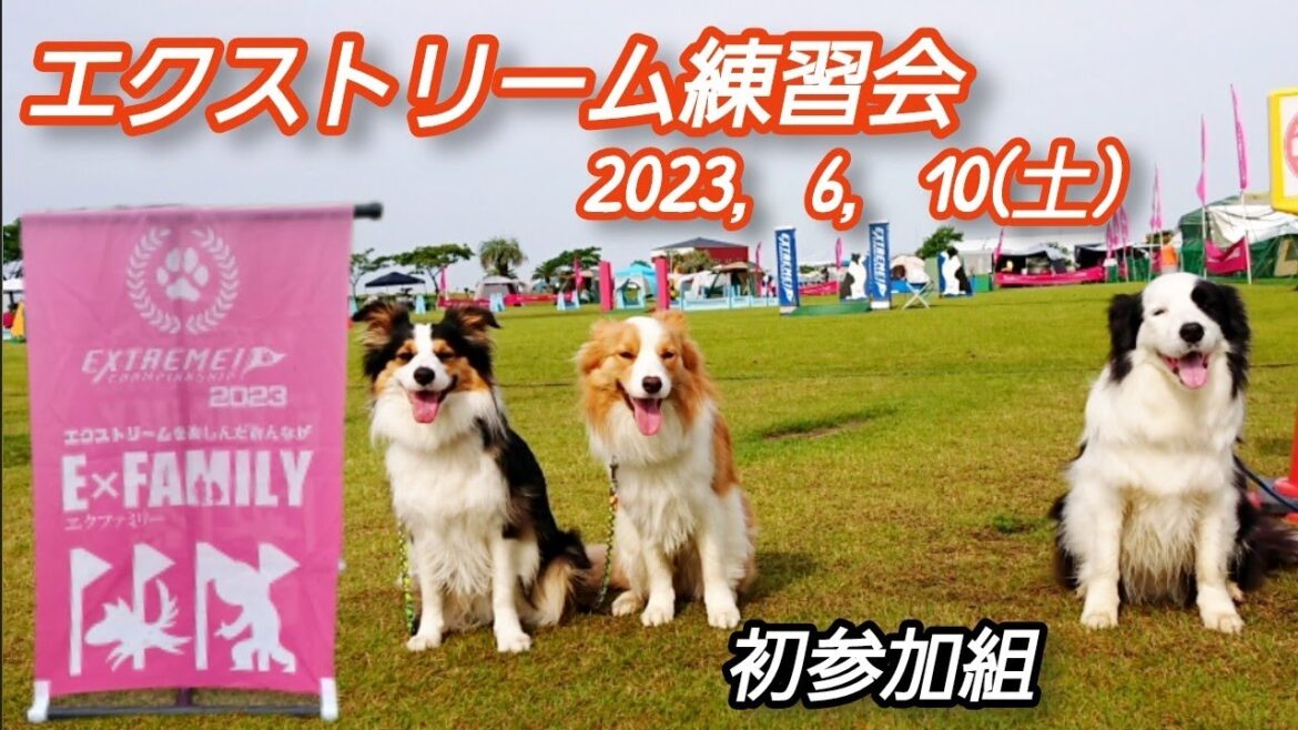 エクストリーム中部大会【愛知県蒲郡市ラグーナビーチ】2023年6月10日の練習会/ボーダーコリー