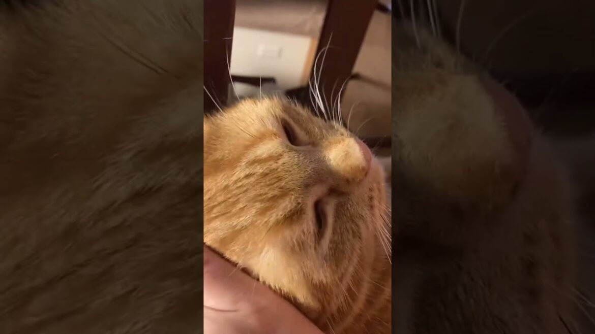 【癒しのヒーリング】ねこ ゴロゴロ音 アメリカンショートヘア cat れん