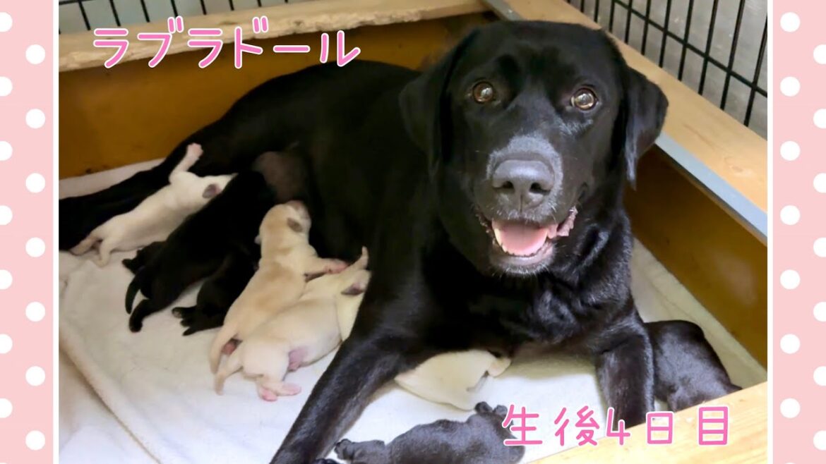 生後4日目　ラブラドール・レトリーバー