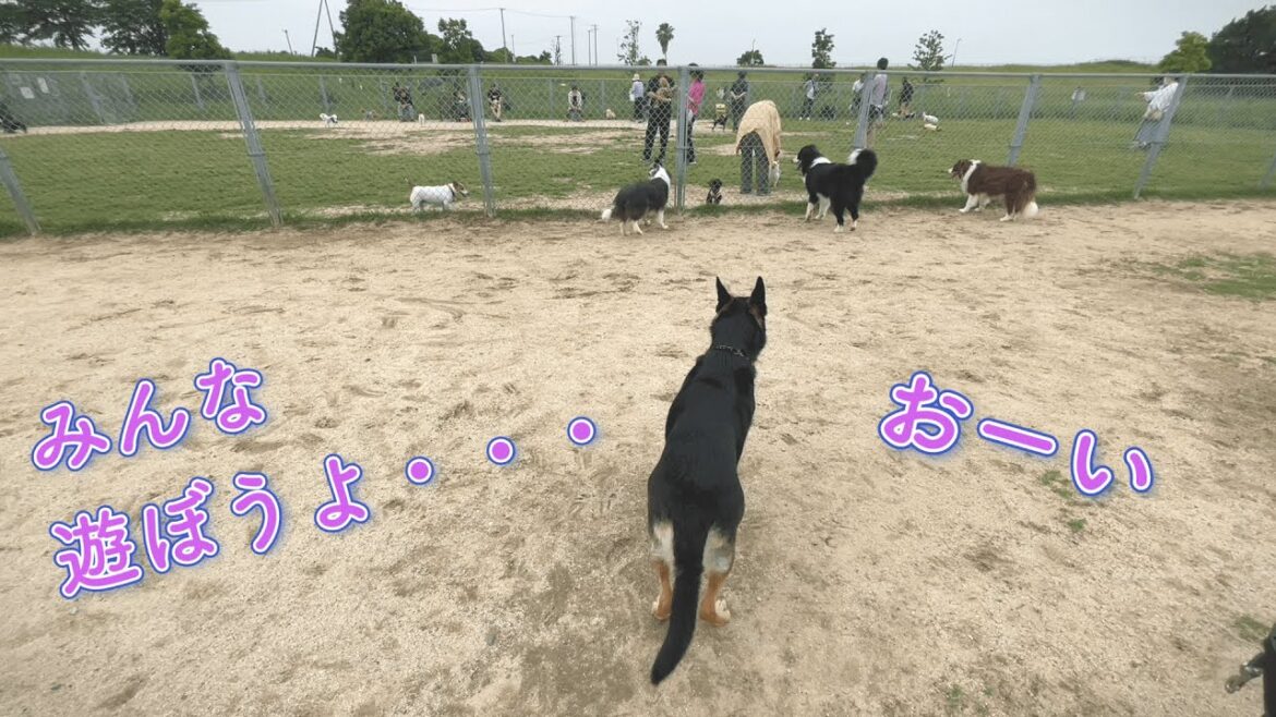 ドッグランで勇気をふり絞って遊びに誘いまくった愛犬の末路が泣けた…