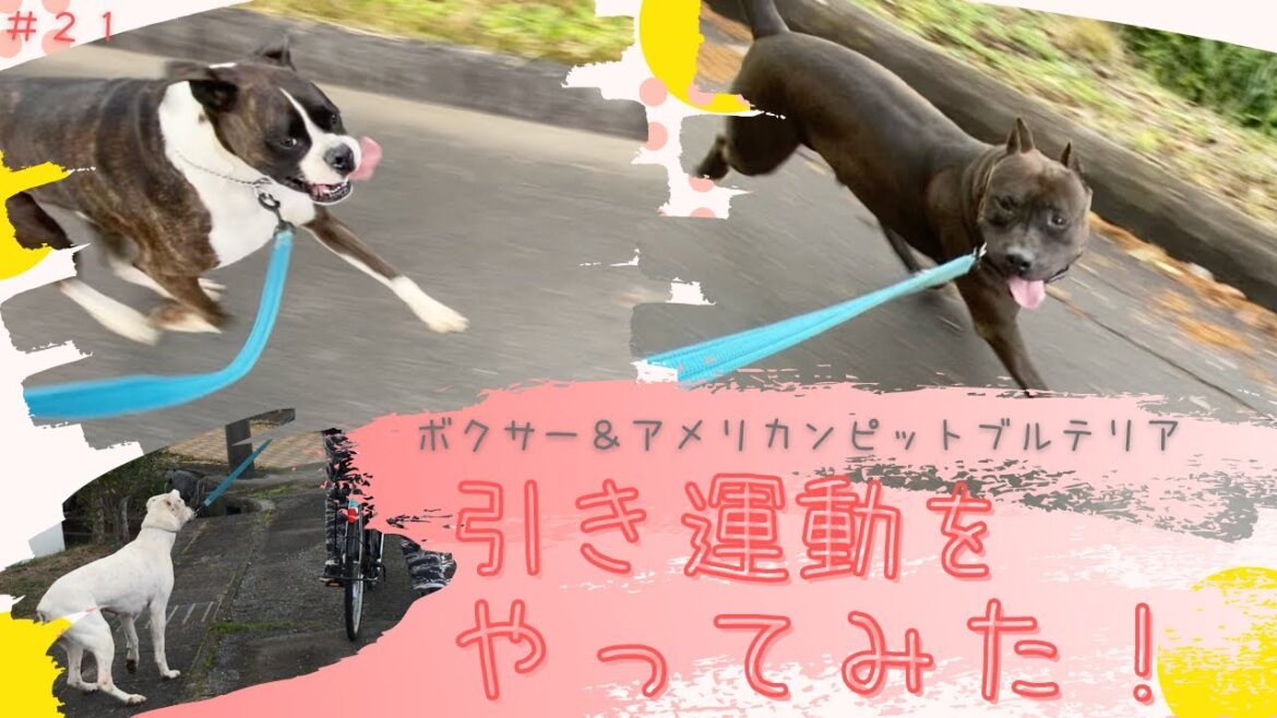 【ピットブル&ボクサー】自転車で引き運動やってみたら、、、違いに爆笑ww 【ピットブル&ボクサー】自転車で引き運動やってみたら、、、違いに爆笑ww