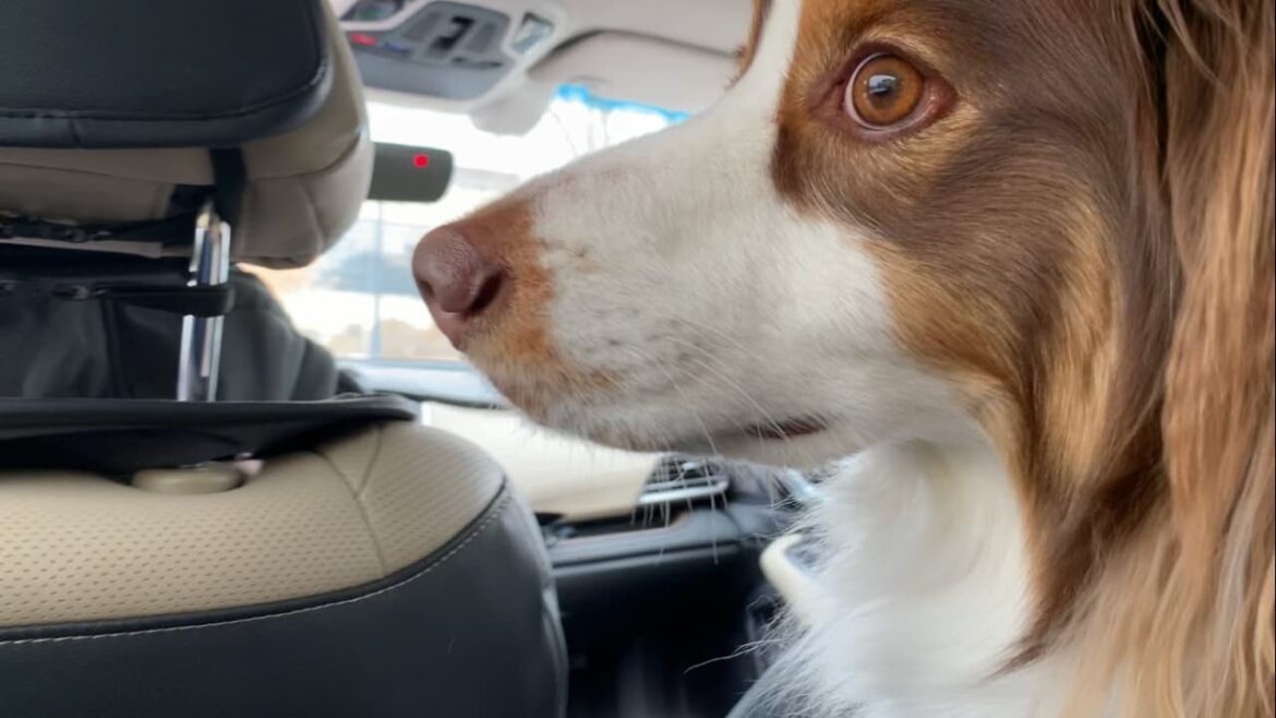 洗車に行ったら愛犬の反応が想像の斜め上だった｜オーストラリアンシェパード
