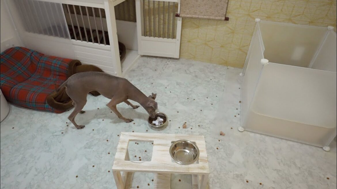 ただ愛犬にゆっくり食べて欲しかっただけなのに・・・。【イタグレ】