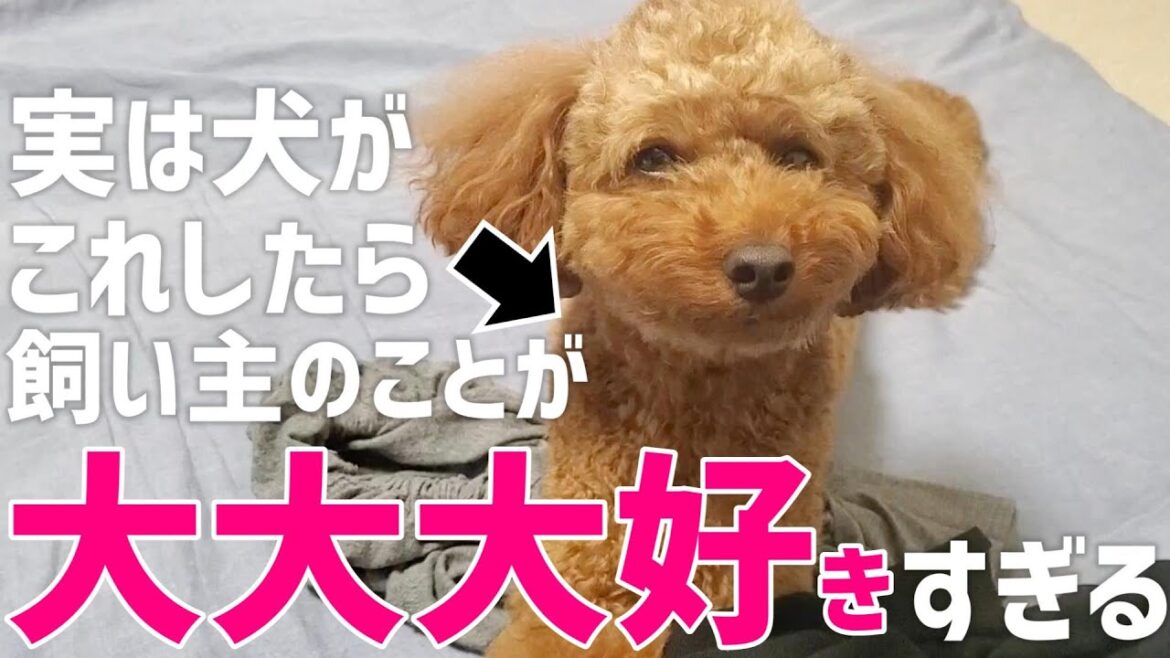 【必見】飼い主のことを大好きすぎる犬が見せる愛情表現