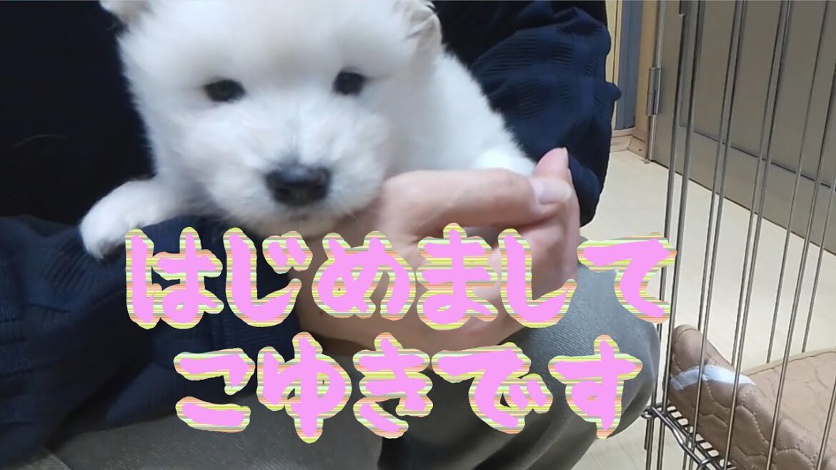サモエドこゆき見学の日＠2023.5.13