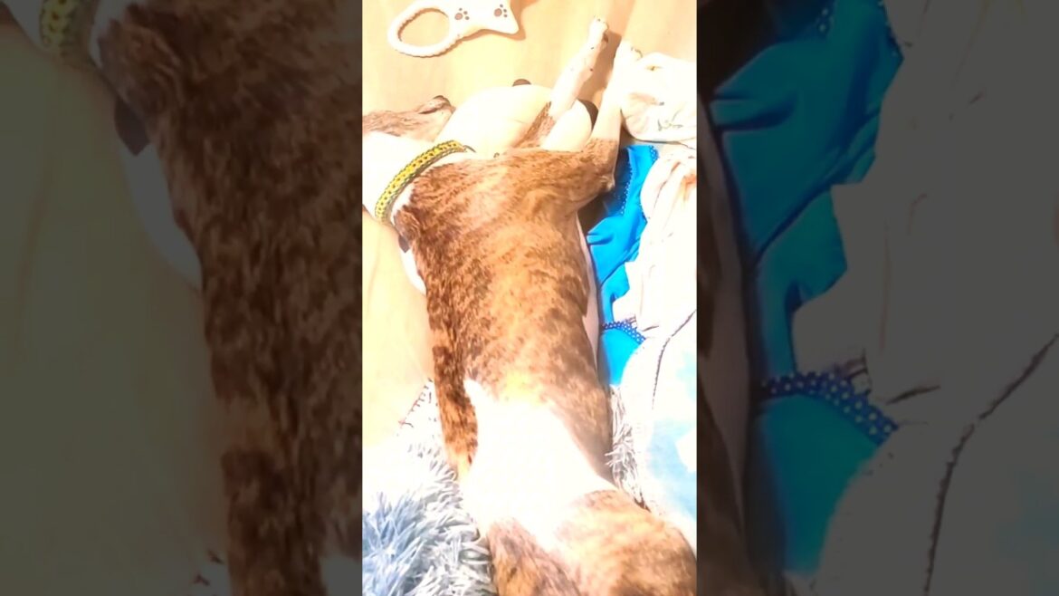 オッサンだけど毛づやピッカピカ✨❗ウィペットのカイトおじさん🐶おりこうや犬～(о´∀`о)‼️ Whippet Dog KAITO Well-Coated FUKUOKA JAPAN🇯🇵