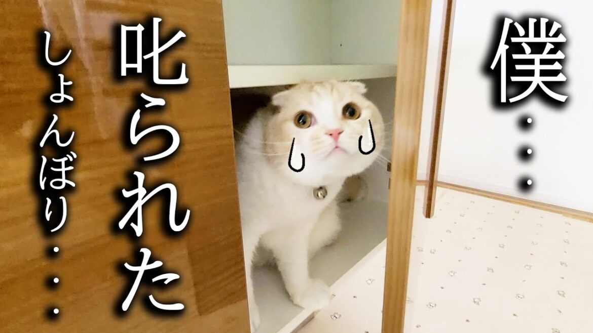初めて猫が犬に吠えられ怒られたらこうなっちゃいました...