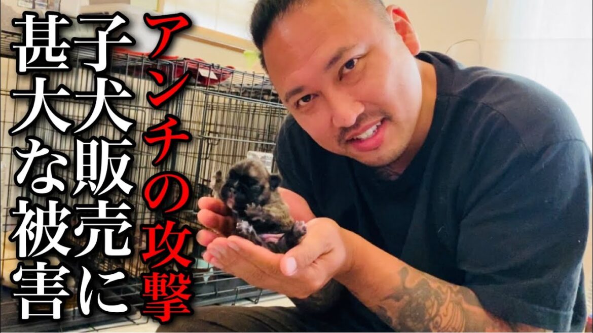 アンチのせいでフレブルの子犬が売れなくなりました