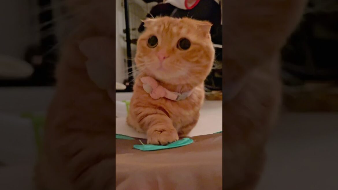 話を聞いて言う通りにする短足猫