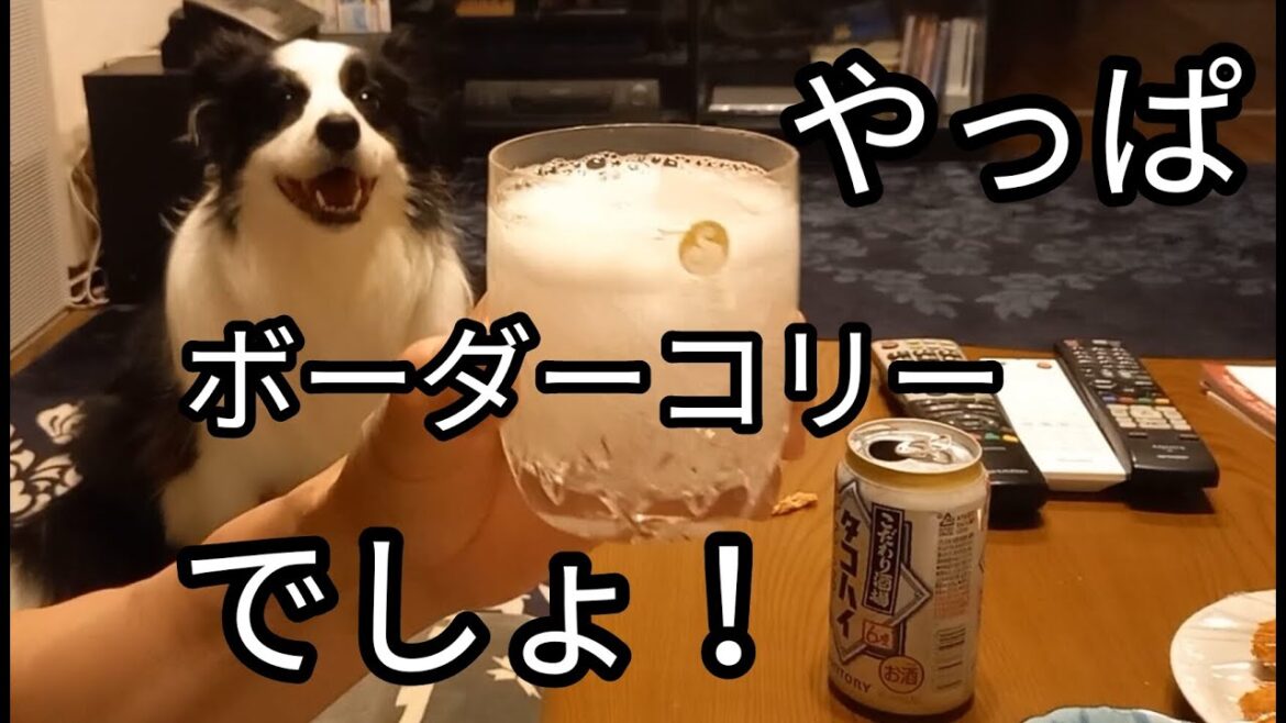 やっぱりボーダーコリーが最高でしょ！　深夜でもお出迎えしてくれるボーダーコリー