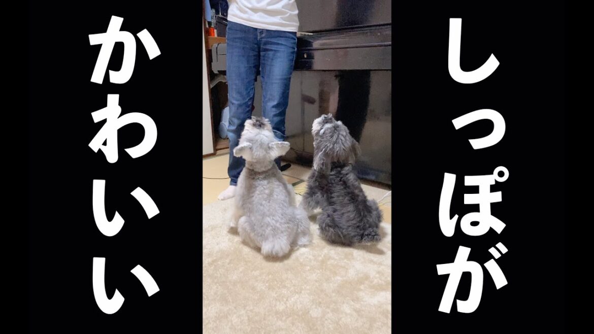 【高速しっぽ】すごい勢いでお隣さんちに侵入する犬【シュナウザージジトト】 ＃Shorts