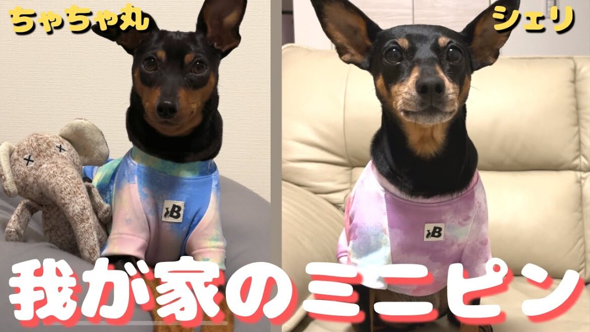 【自己紹介】我が家のかわいくて面白い愛犬をご紹介します【ミニピン】 【自己紹介】我が家のかわいくて面白い愛犬をご紹介します【ミニピン】