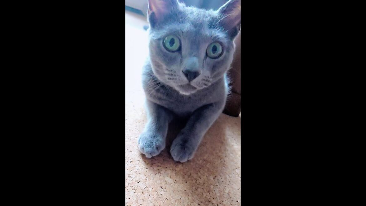 【猫動画】名前を理解しているロシアンブルー【russianblue】Russian blue who understands the name