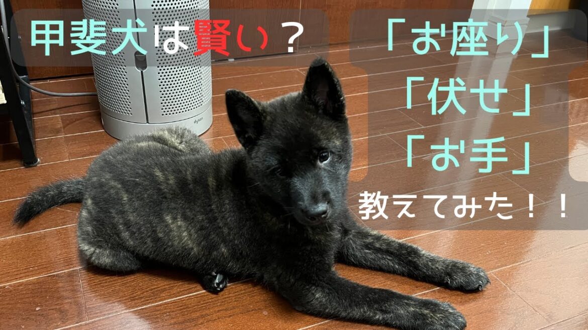 【甲斐犬】子犬やぶのしつけ！「おすわり」「伏せ」「お手」編！
