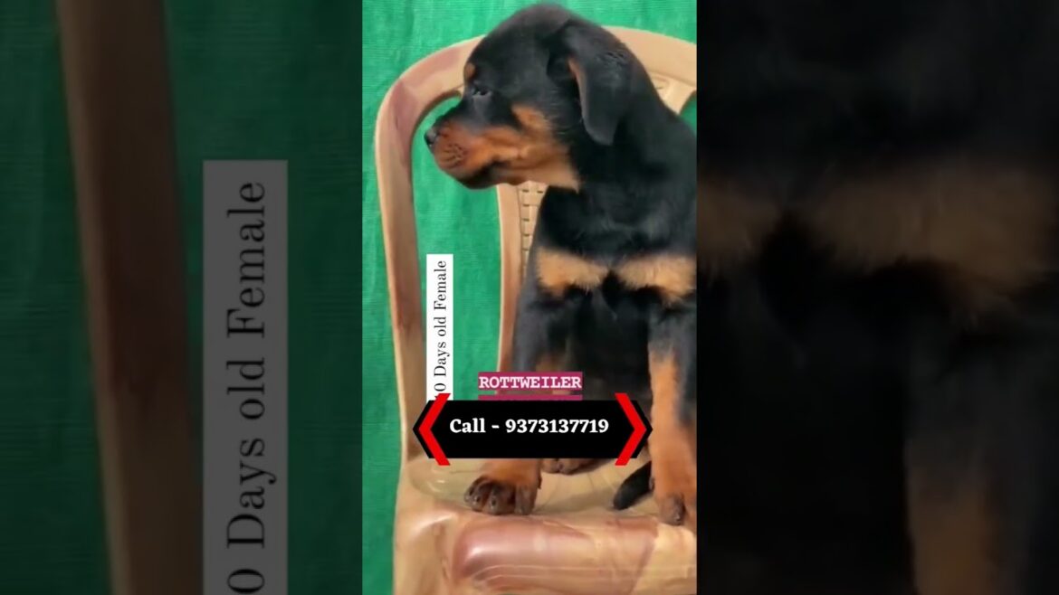 Urgent Sale|Top quality rottweiler puppies for sale |  9373137719 | #ytshortvideos #rottweilerpuppy