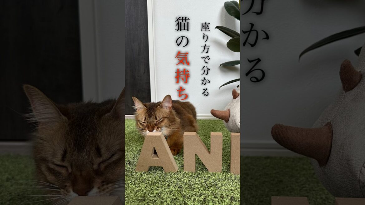 座り方で分かる猫の気持ち