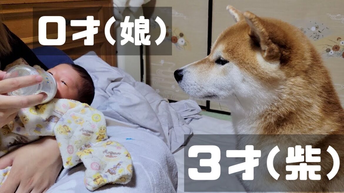 生後０ヶ月の赤ちゃんを迎えてからの柴犬達が温くて感動