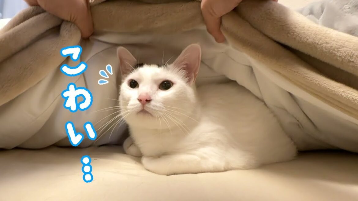 掃除機を使ってないのにチロさんが警戒しまくる理由… 掃除機を使ってないのにチロさんが警戒しまくる理由…