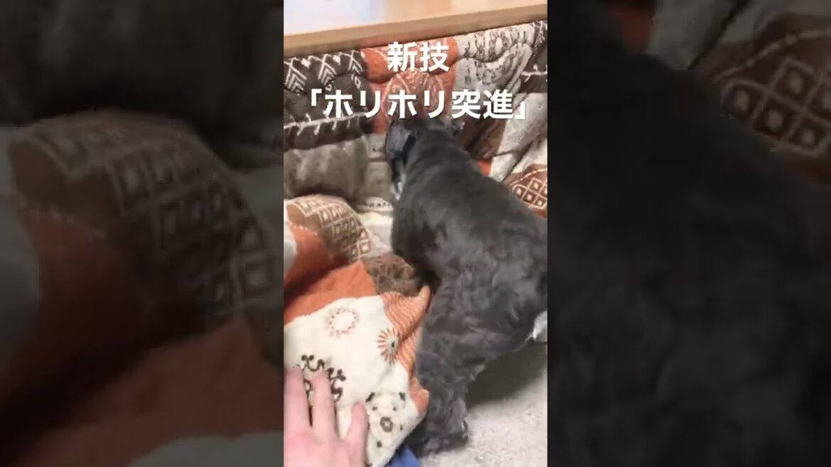新たな技を覚えた子犬シュナウザーまろ【ミニチュアシュナウザー子犬】