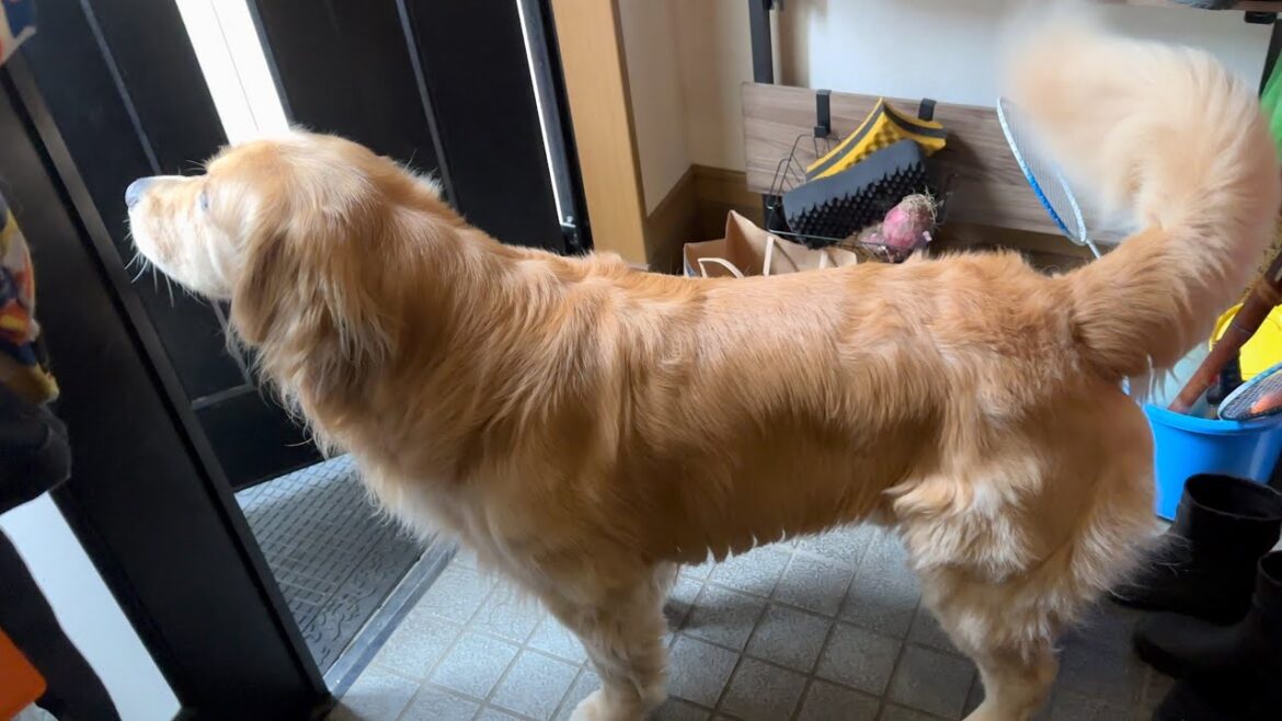 散歩に行くと思ったら、自分の番じゃなかったときの愛犬の反応が寂しすぎた、、