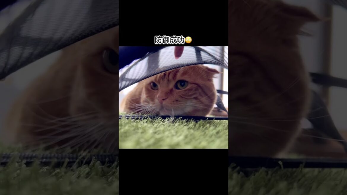ただのメッシュが無敵だと勘違いしてる短足猫www