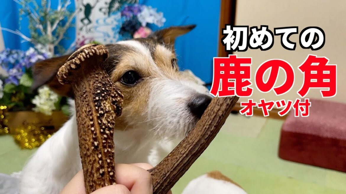 初めて鹿の角で遊んだジャックラッセルテリアがカワイイ😍
