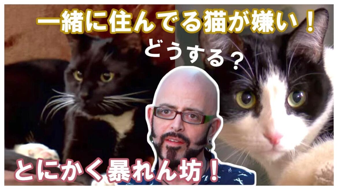 【猫の心理学】猫同士の喧嘩を止めたい!猫ヘルパーS7 | Ep.2 | | My Cat From Hell 【猫の心理学】猫同士の喧嘩を止めたい!猫ヘルパーS7 | Ep.2 | | My Cat From Hell