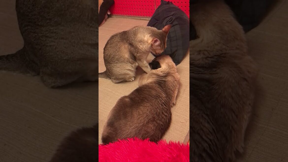 たぬき猫をこっそりカプカプしてイヤがられるシンガプーラなのにゃ♪