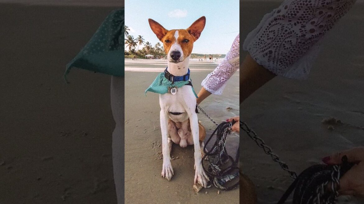 Conheça o Hulk, o cão que não late #cães #caes #basenji