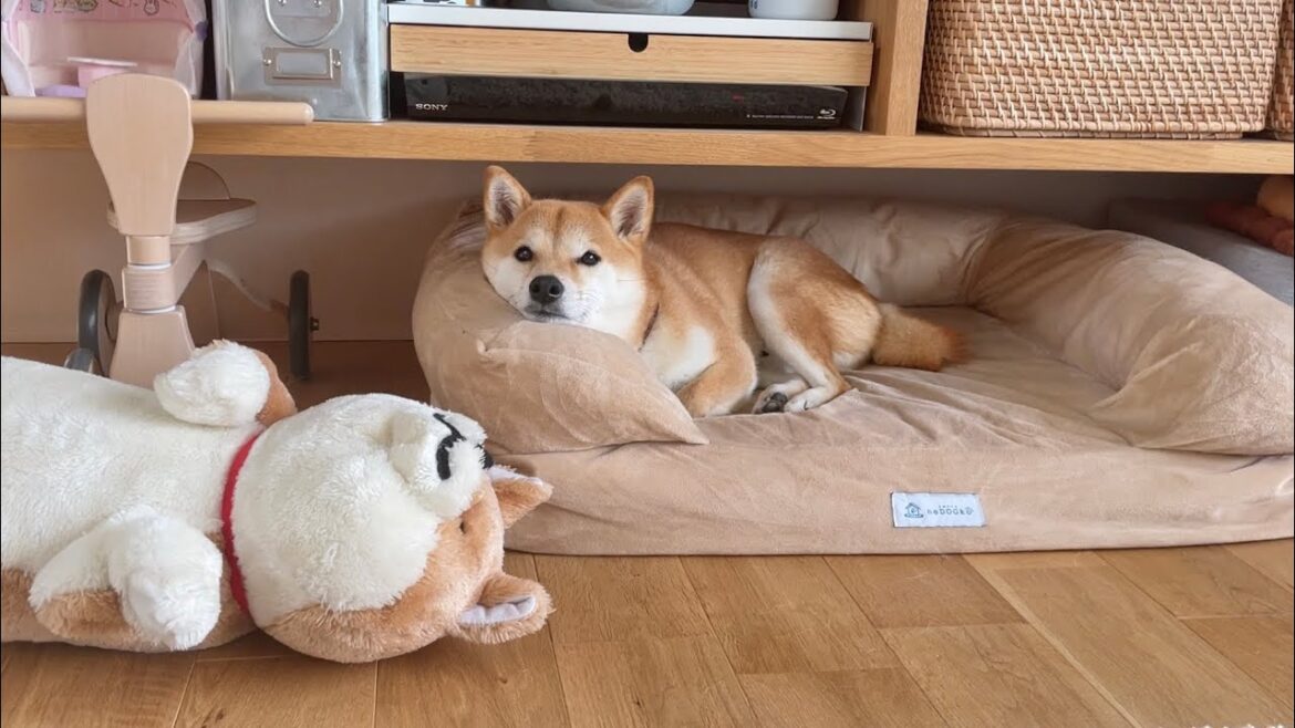 掃除で犬様ベッドをどかしたら、そのままお気に入りの隠れ家になってしまった