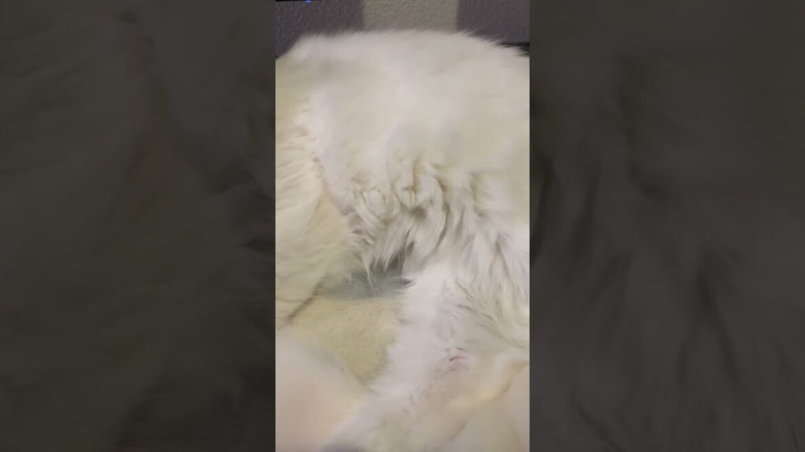sleep cat #cat #ねこ #ねこのいる生活 #ラガマフィン #ragamuffin #shorts