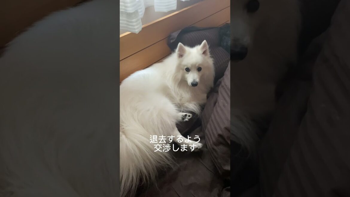 飼い主の寝床を占領するスピッツ犬　#日本スピッツ #japanesespitz #shorts
