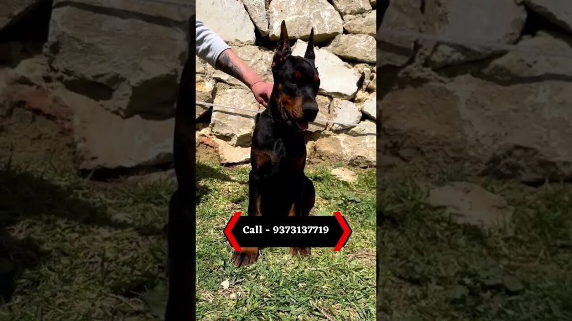 Urgent Sale | Show quality | #europeandoberman  puppies for sale | #ytshortsindia #shortsvideostatus