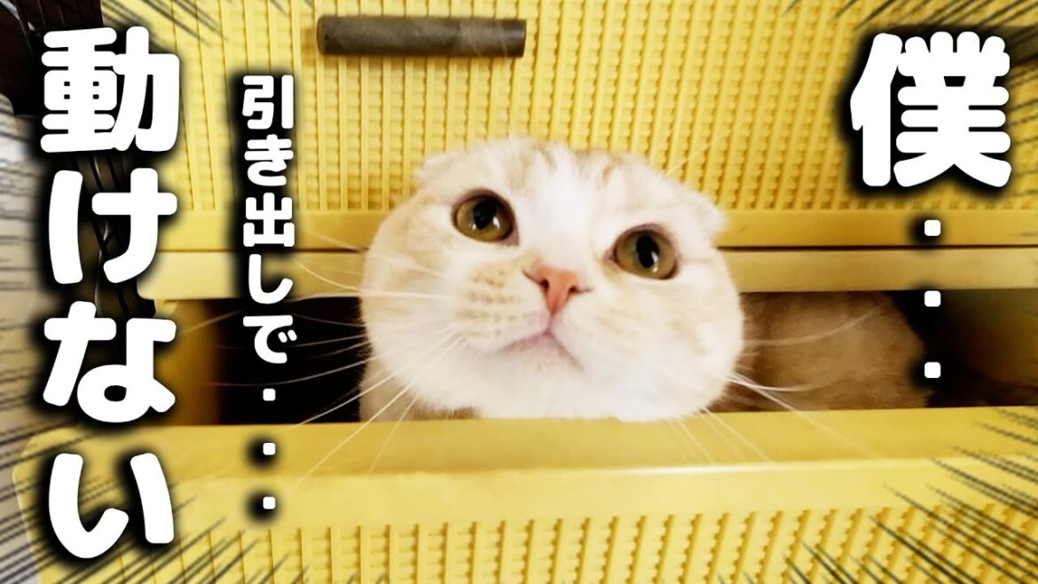 目を覚ますと子猫が居ない事に気づき犬達が必死に探したら… 目を覚ますと子猫が居ない事に気づき犬達が必死に探したら...