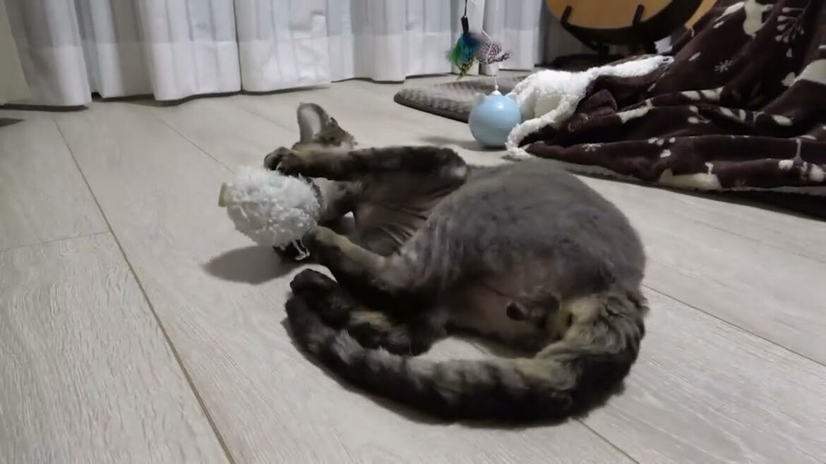 色々なおもちゃに囲まれてデボンレックス子猫は一人遊びに夢中です(Devon Rex kitten likes playing alone with various toys)