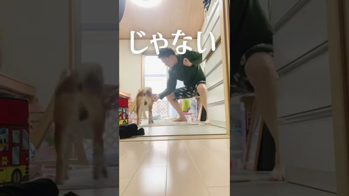 【柴犬こむぎ】独自の統計学を披露する朝　【あるじのステップ】