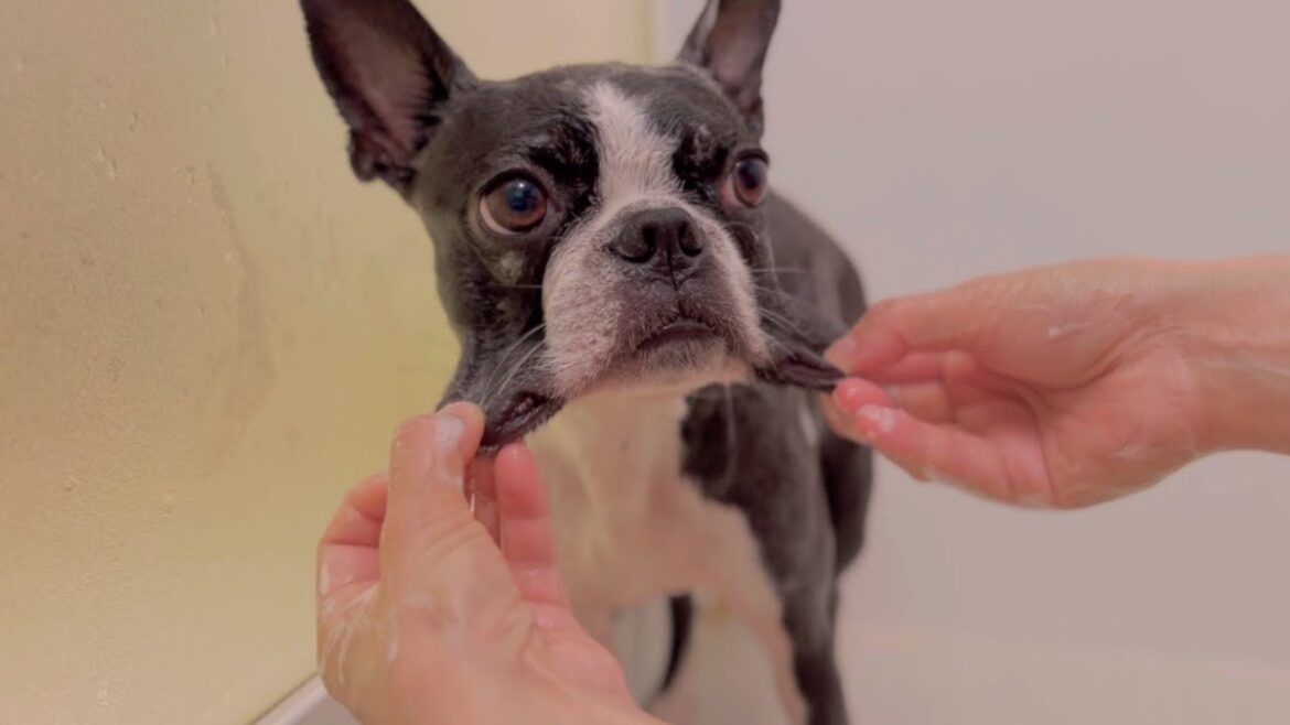 時短シャンプーのはずなのに遊ばれてしまう犬【ボストンテリア】
