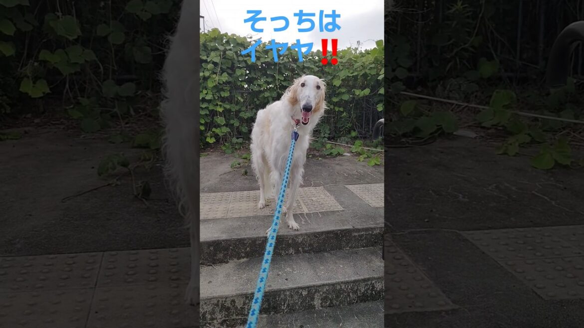 お散歩コースに文句を言うボルゾイ🐕💢😅 Borzoi complaining about the walking course お散歩コースに文句を言うボルゾイ🐕💢😅 Borzoi complaining about the walking course