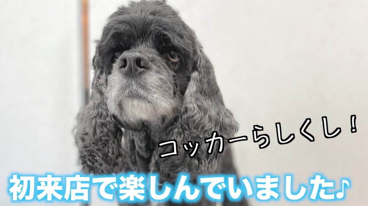 初来店で楽しんでいました♪アメリカン・コッカー・スパニエル「ミリオンくん」
