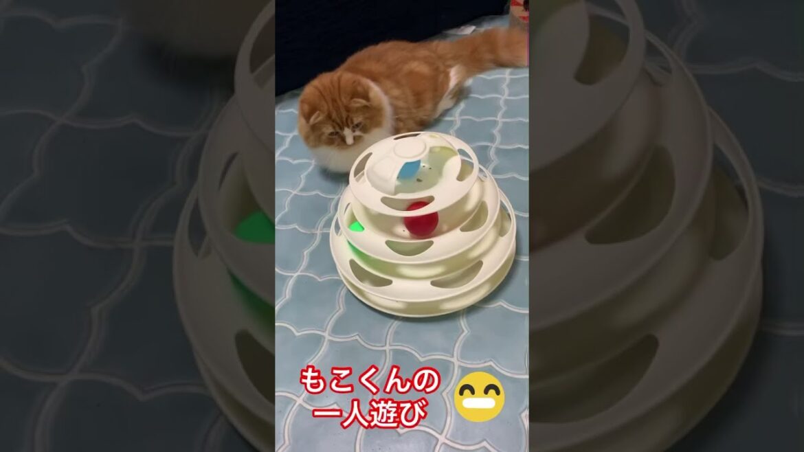 スコティッシュフォールド子猫の1人遊びが可愛い #shorts Scottish Fold kitten playing alone is cute スコティッシュフォールド子猫の1人遊びが可愛い #shorts Scottish Fold kitten playing alone is cute