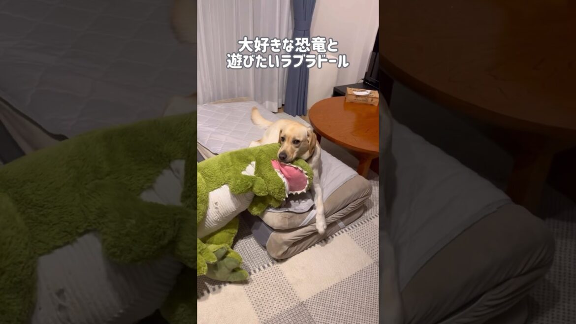 大好きな自分より大きな恐竜と遊びたいラブラドールレトリバー#shorts #labradorretriever #大型犬 #dog