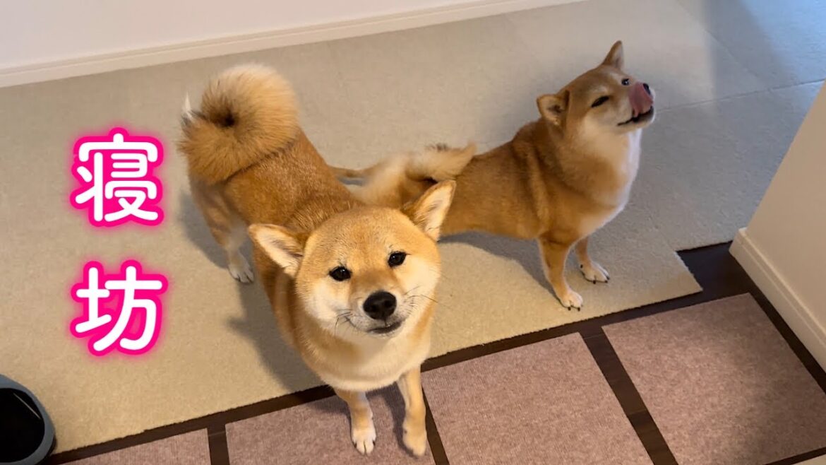 ママが帰ってきたことに気づかず寝ぼけたままニコニコ誤魔化しながらお出迎えする柴犬が可愛い ママが帰ってきたことに気づかず寝ぼけたままニコニコ誤魔化しながらお出迎えする柴犬が可愛い