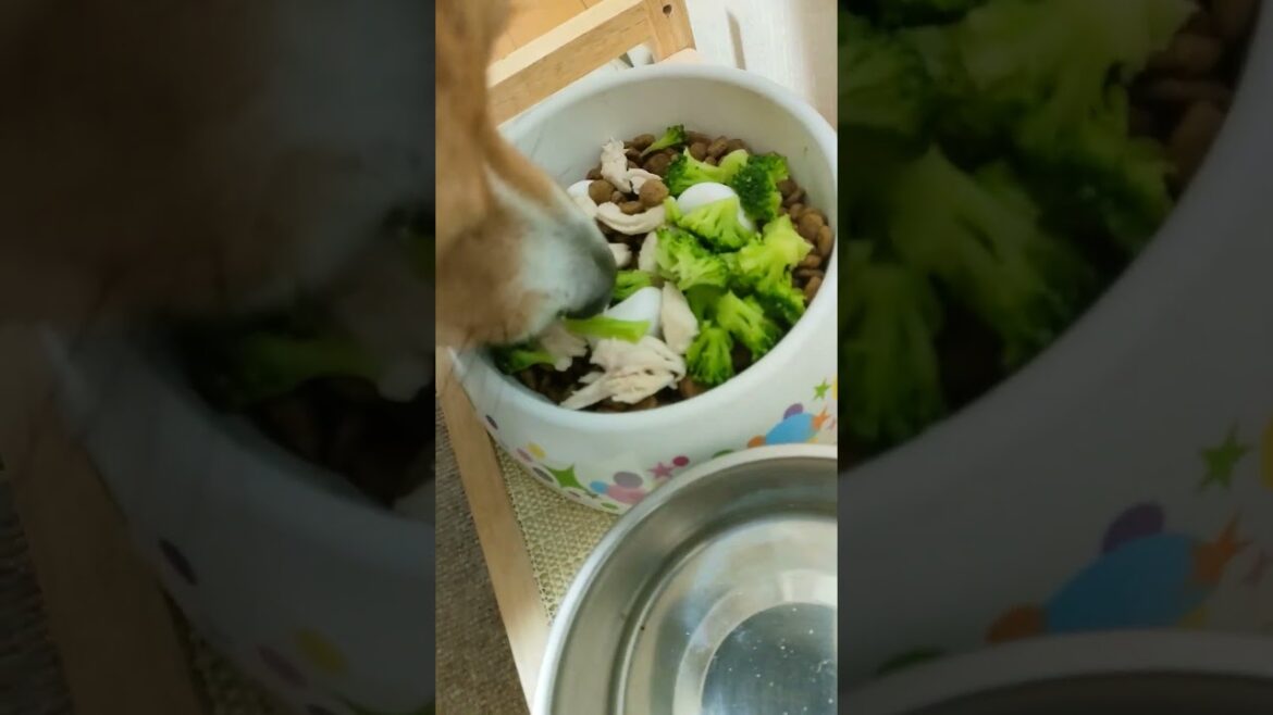 ダイエットコーギの食事 #野菜は後で #まずは肉や