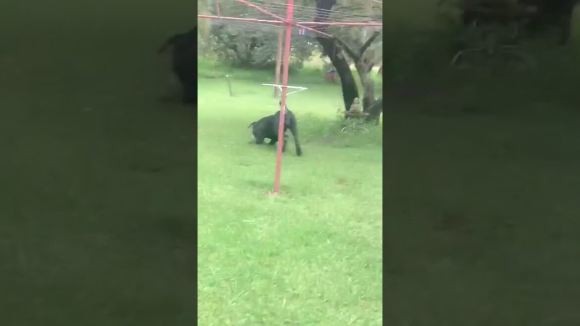 A Beautiful Black South African Mastiff (Boerboel) Having Fun!!