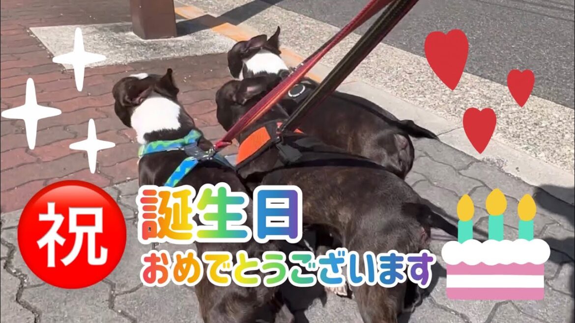 3兄弟の誕生日【ボストンテリア】