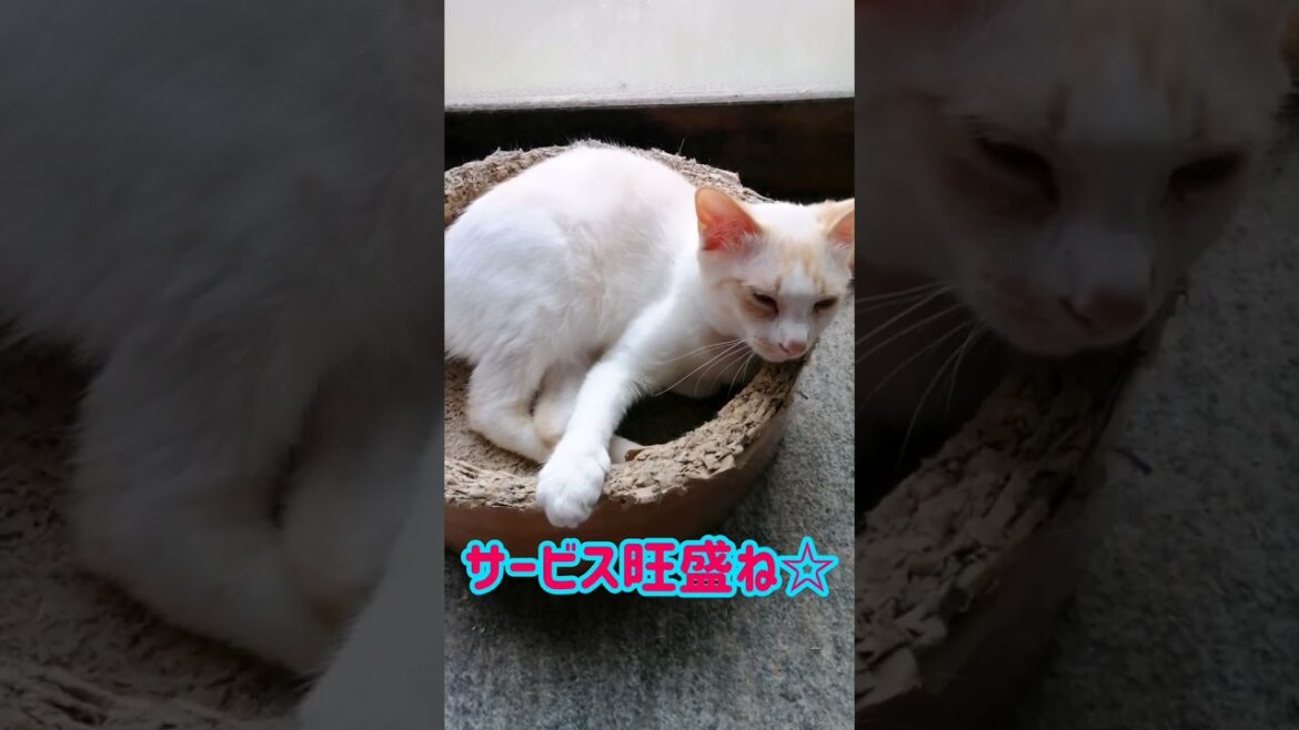 【ねこ動画】後ろ姿の哀愁からの…！！ #shorts #猫 #ボブテイル