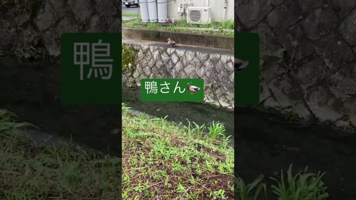 気になるお友達🦆？　#shorts  #miniaturepinscher #ミニチュアピンシャー #ミニピン
