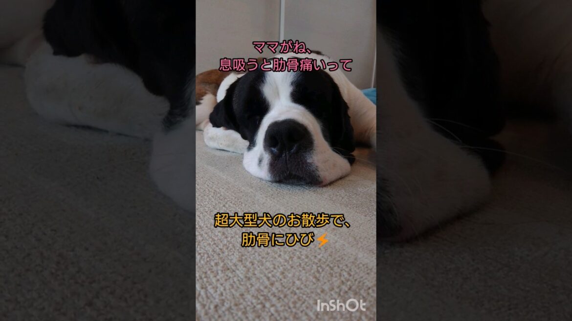 【超大型犬9ヶ月】セントバーナードさん★#shorts