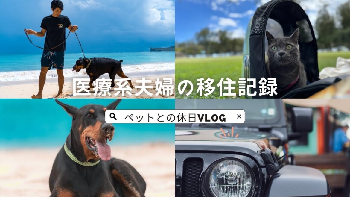 【ペットと移住した医療系夫婦】愛犬ドーベルマンと過ごすハワイでの休日　#医療系夫婦　#ドーベルマン #ハワイ#goprohero11black